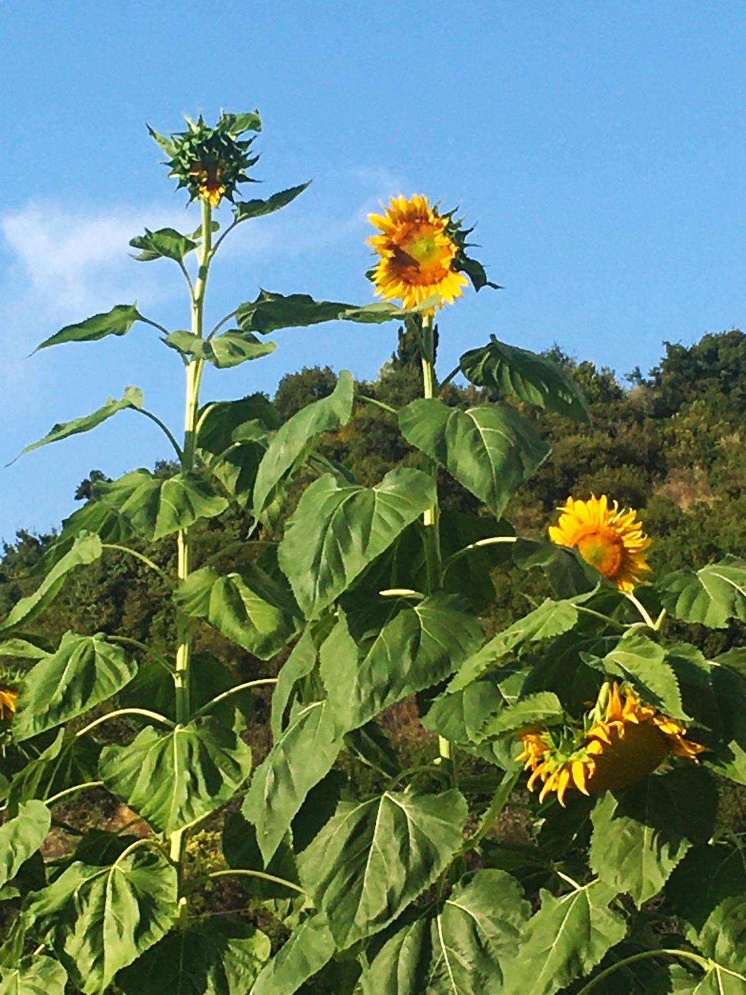 Sunflower Himara 外观 照片